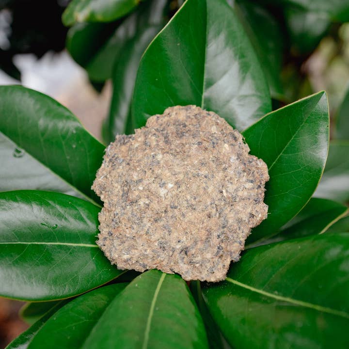 Love Liparu - Wholesale Pet Treats - Dog - WHOLE PREY GROUND QUAIL | Freeze-Dried Dog + Cat Treat