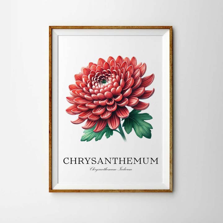 Chrysanthemum Flower Botany Hand Drawn Illustration Print for wholesale by The Artisan Gift Co.