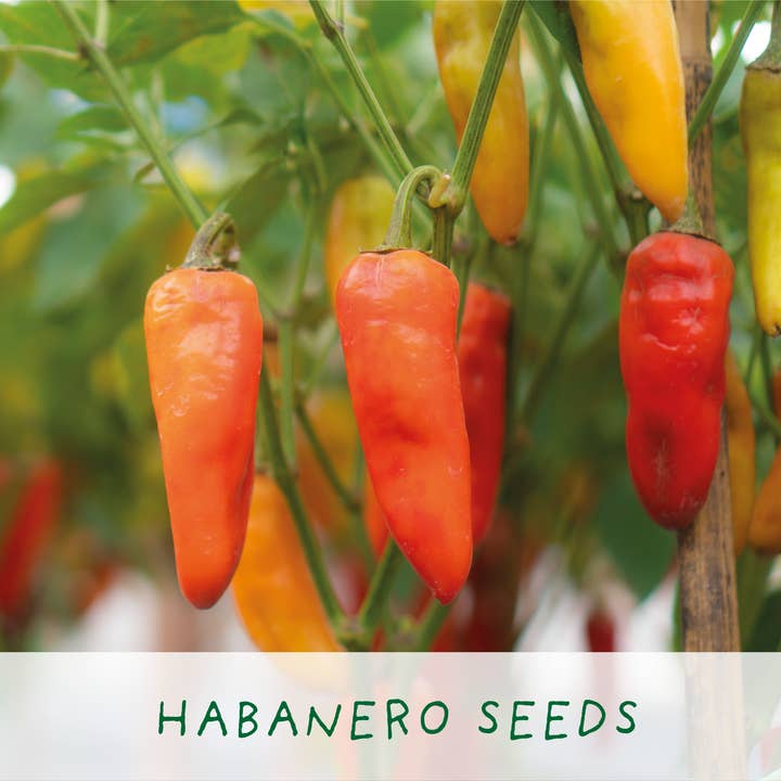 The Plant Gift Co. – wholesale Plant seeds – Red Hot Chilli Pot. Grow Your Own Plant Kit, Gardening Gift5