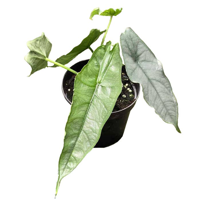 Arcadia Garden Products - Wholesale Live Plant - Alocasia Dragon Breath 4 inch Grower Pot