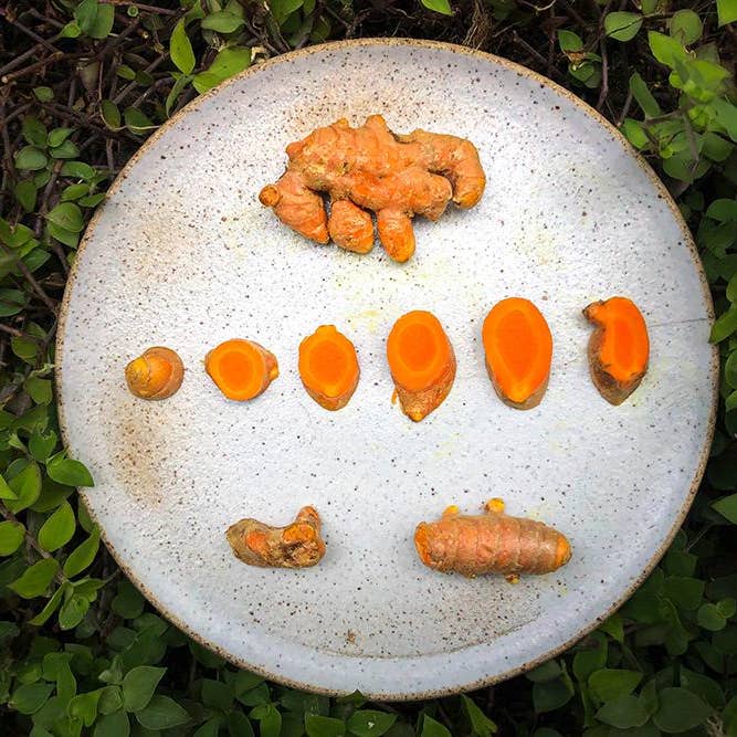 Rooster farms - Wholesale Plant Seeds - 1 Pound Hawaiian certified organic Turmeric Raw Roots Natural Organically Grown