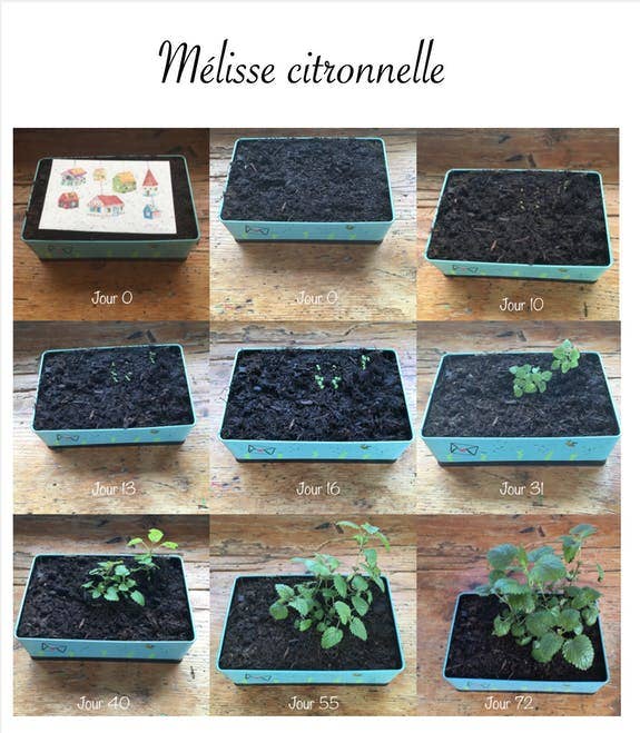 Les cartes de Lulu - Wholesale Everyday Greeting Card - Plantable card infusion tea herbal tea - (3x5 model)4