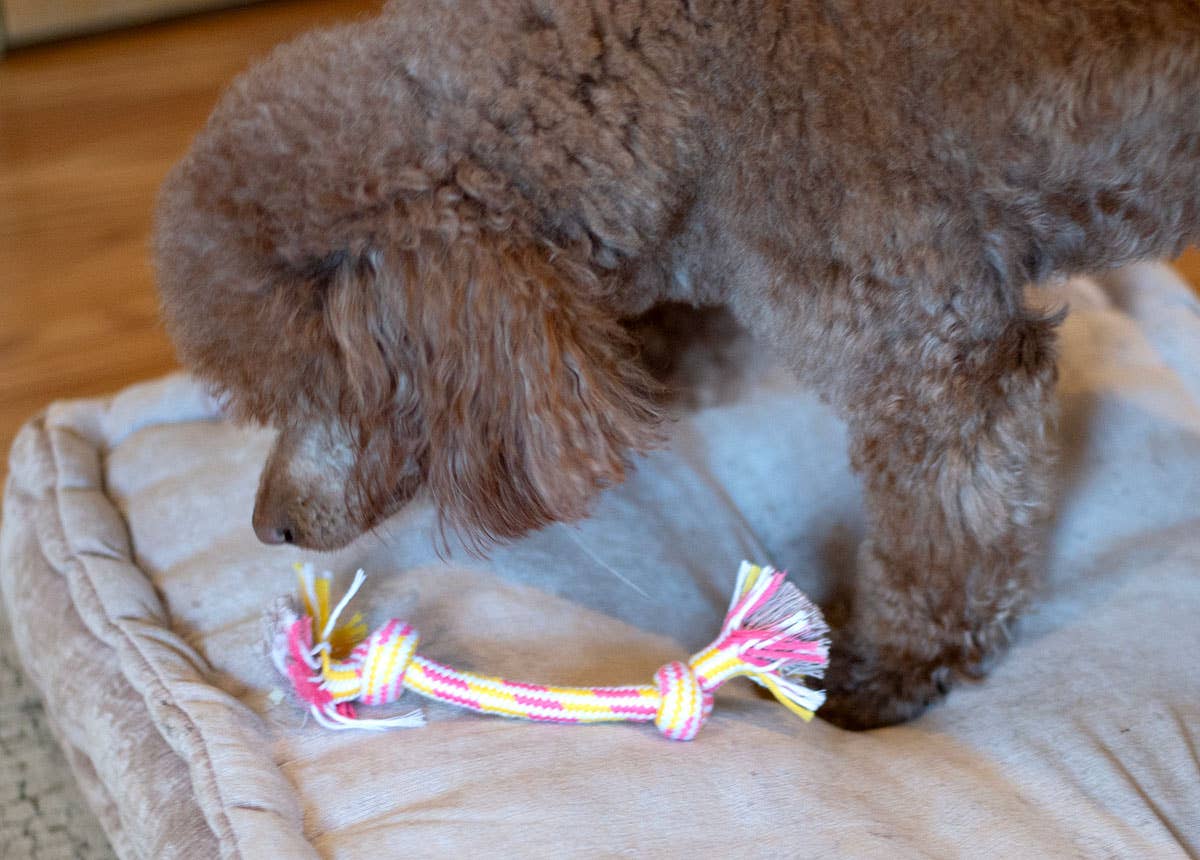 Pet Palette Distribution - Wholesale Pet Rope Toy - Dog - ThoozyPet 2-Knot Rope Dog Toy Yellow / Pink 8.5"2