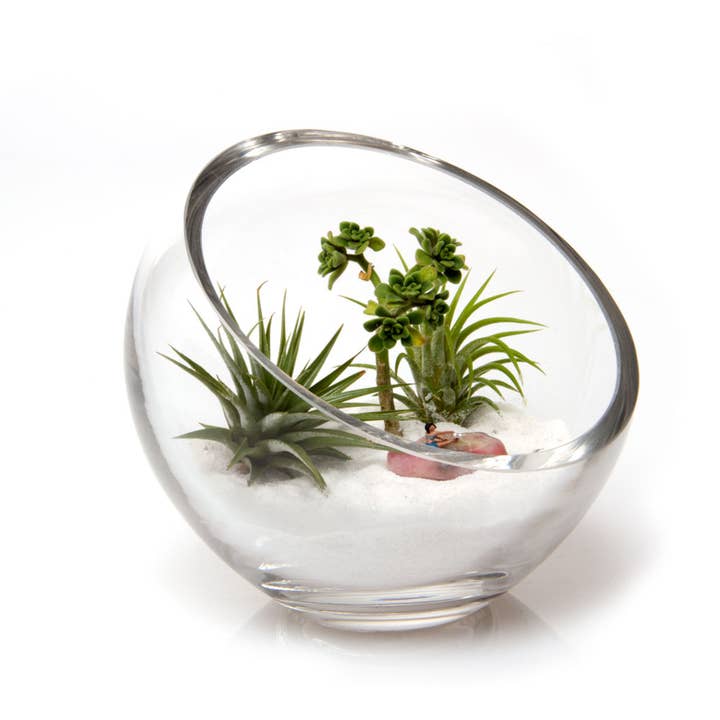 Chive - Wholesale Terrarium - Glass Terrarium Bowl