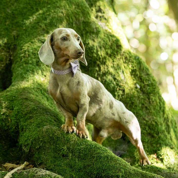 Collier pour animaux de compagnie à pois lilas pour la vente par Hetty and Huxley