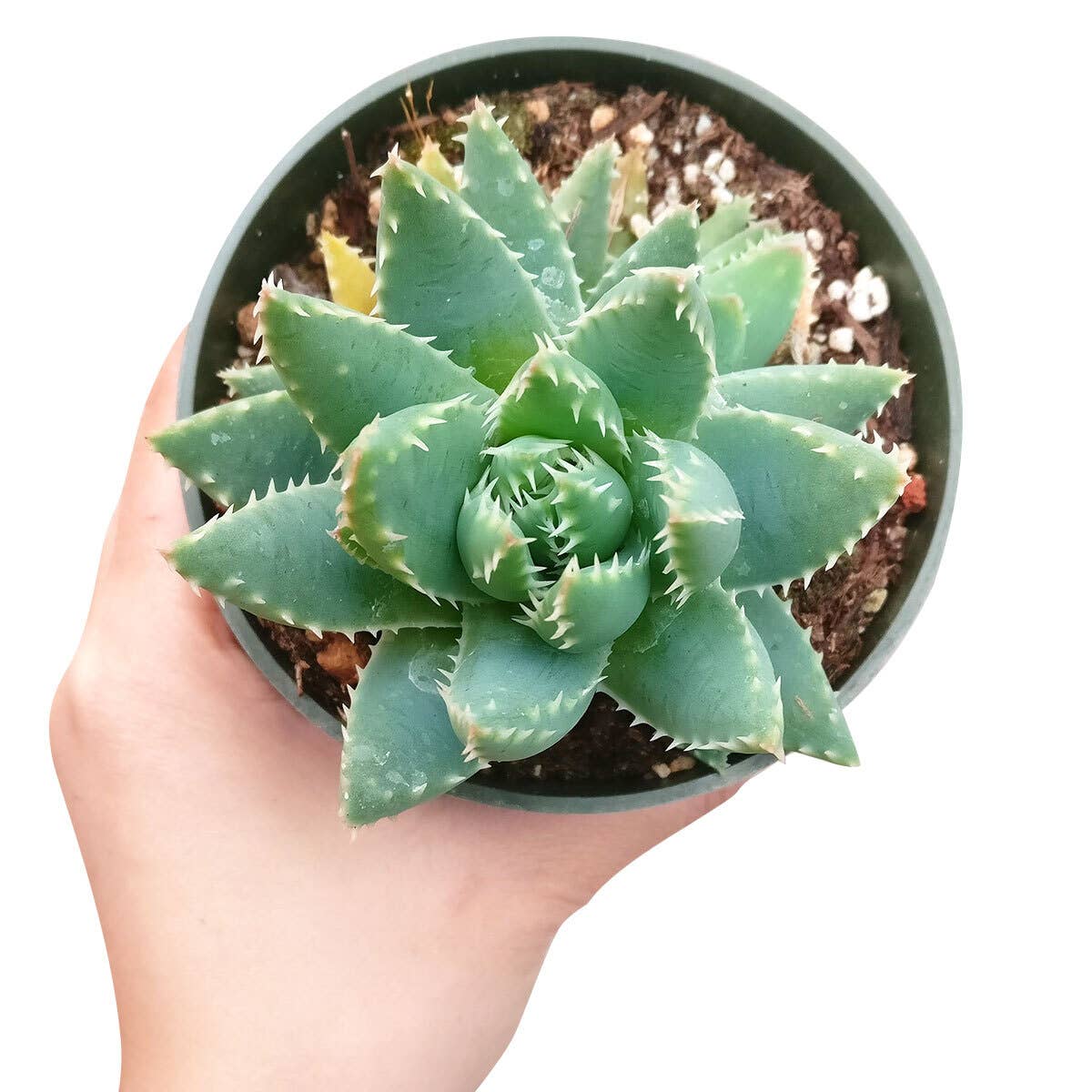 Best Plant Friend - Wholesale Succulent - Aloe Brevifolia Short-Leaved 2in/4in - Live Succulent2