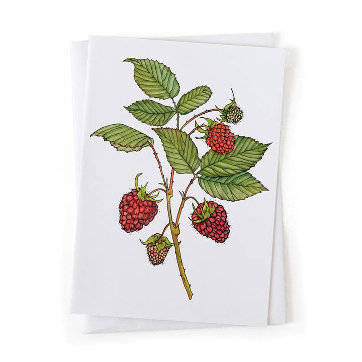 Raspberry Fruit Garden Botanical Illustration 5x7 Card for wholesale by Wander & Gather