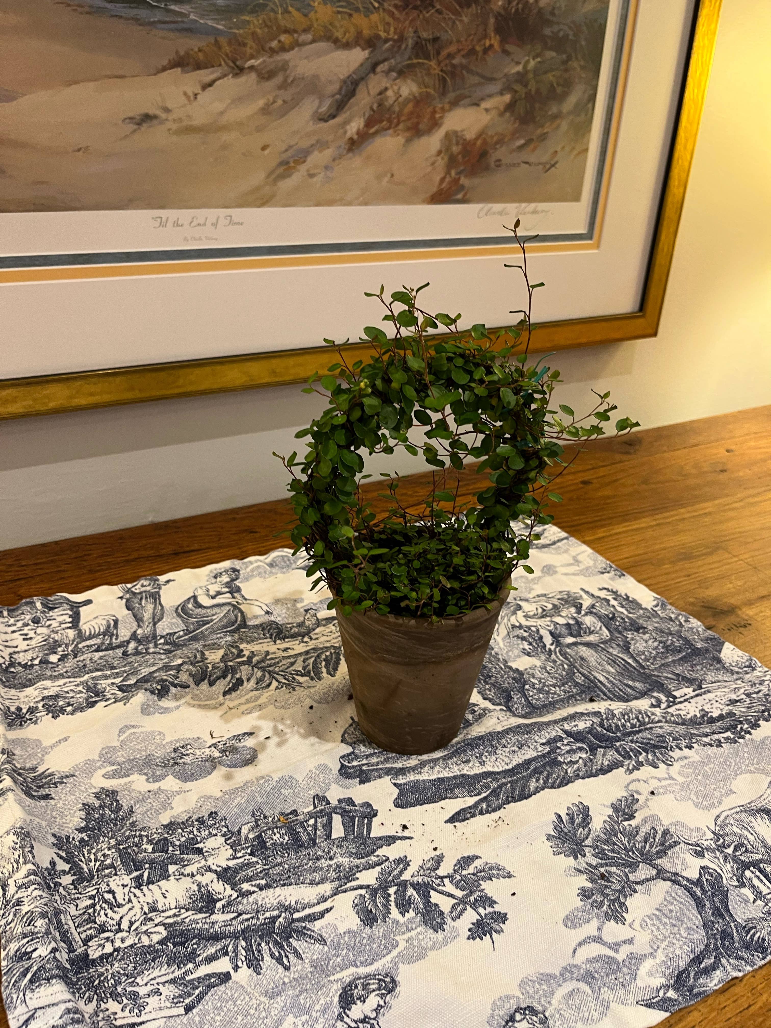 Sunrise Topiaries - Wholesale Live Plant - Live 5 inch woven Angel Vine Ring in 4 inch pot4