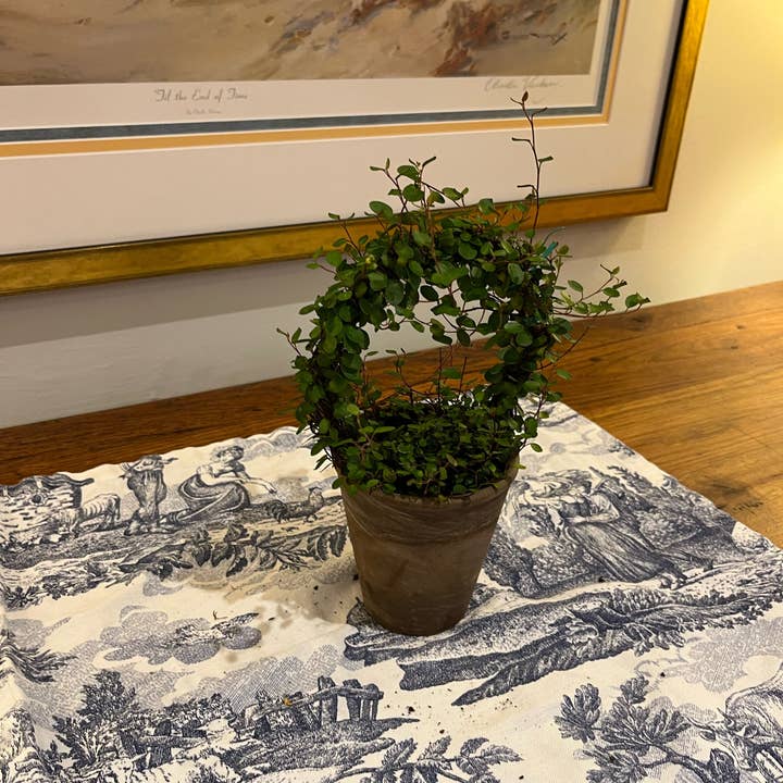 Sunrise Topiaries - Vente Plante - Bague Angel Vine tissée Live de 5 pouces dans un pot de 4 pouces4