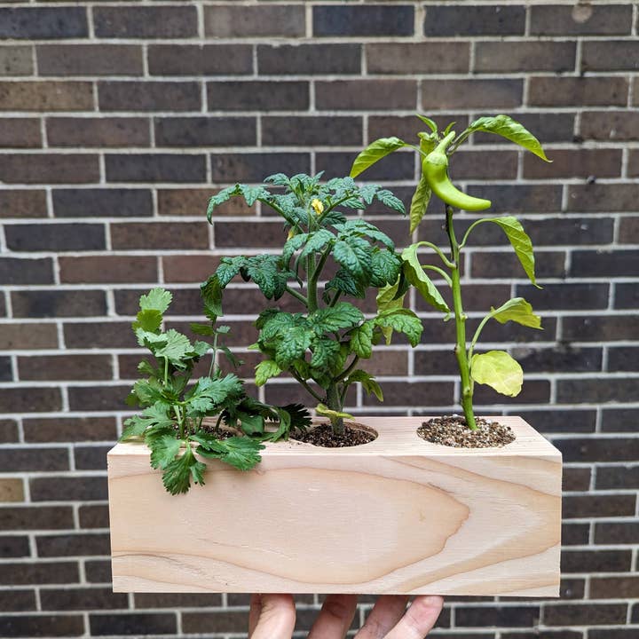 Sprigbox - Wholesale Plant Seeds - Salsa Garden Starter Kit | Grow Chili, Cilantro, Tomato5