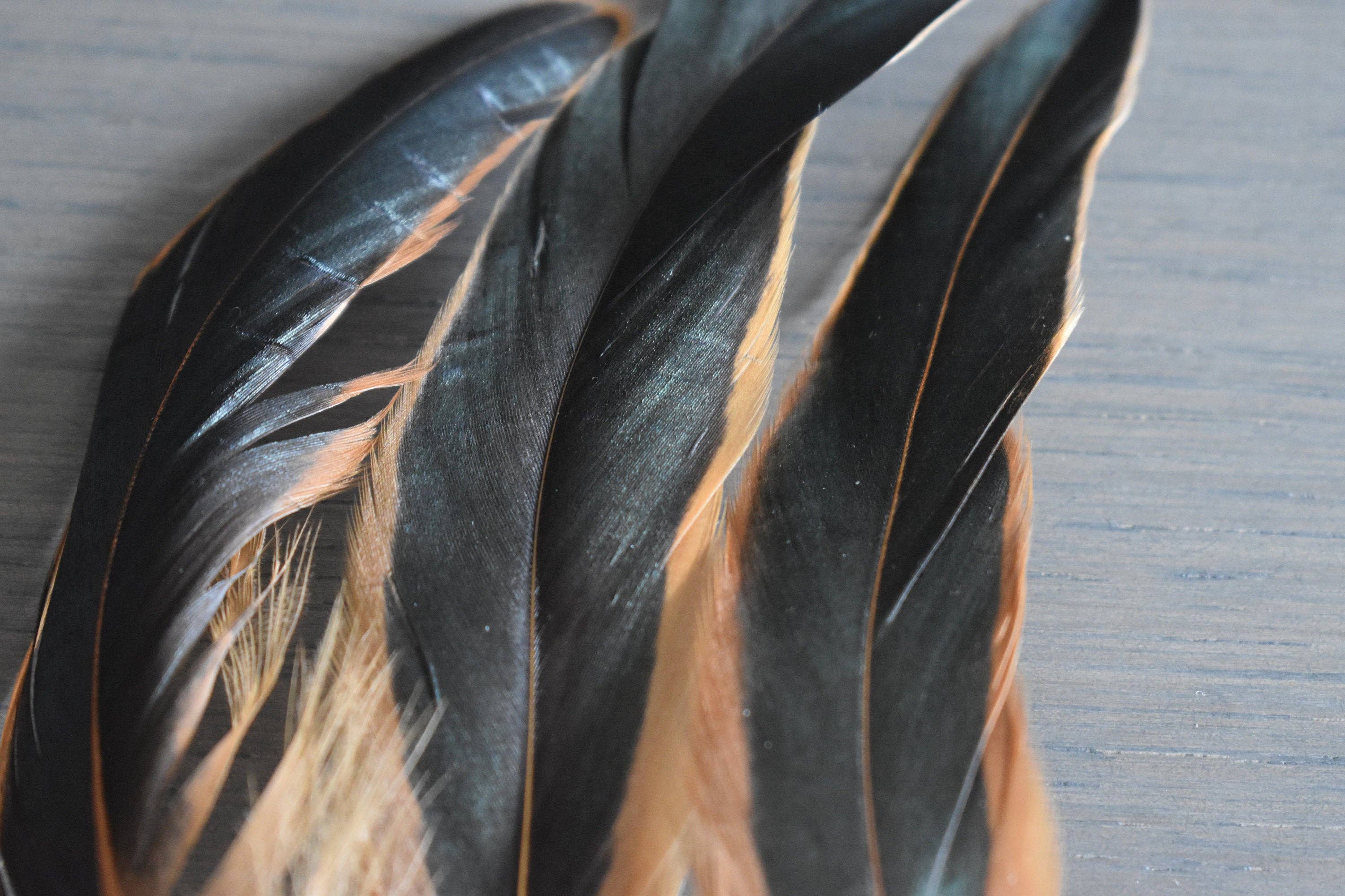 Plumes Naturelles – Engroshandel Tørrede/pressede blomster – Hanefjer i naturlige farver5