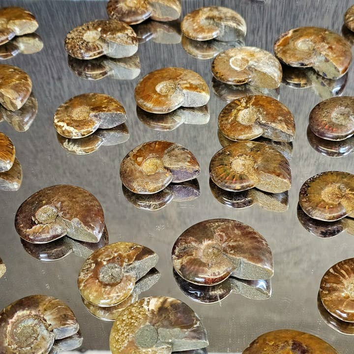 Distinction Crystals - Wholesale Spiritual Stone/Crystal - Iridescent Red Ammonites 4-5CM3