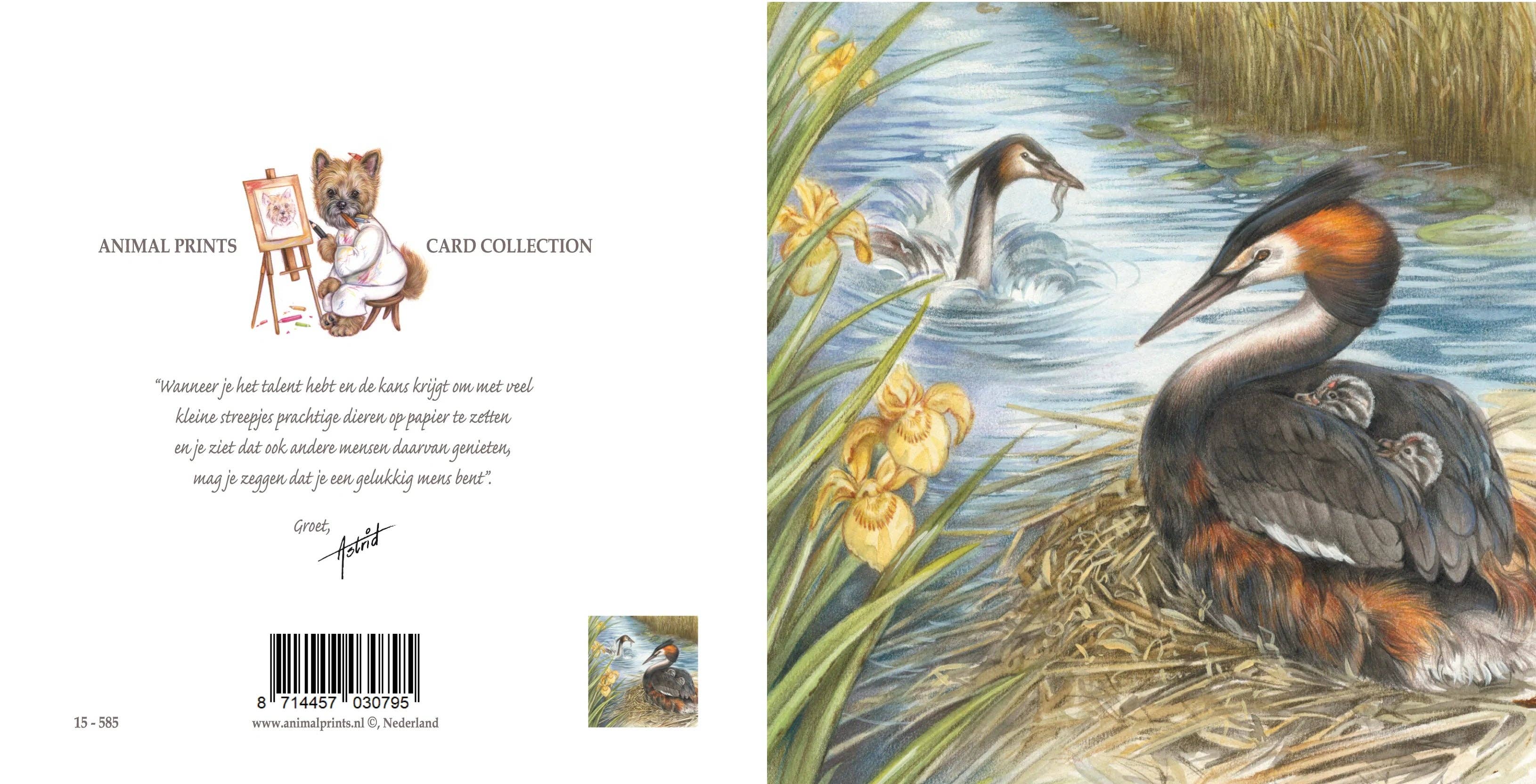 Animal Prints - Wholesale Everyday Greeting Card - Square card - Grebe, with cubs between the wings.1