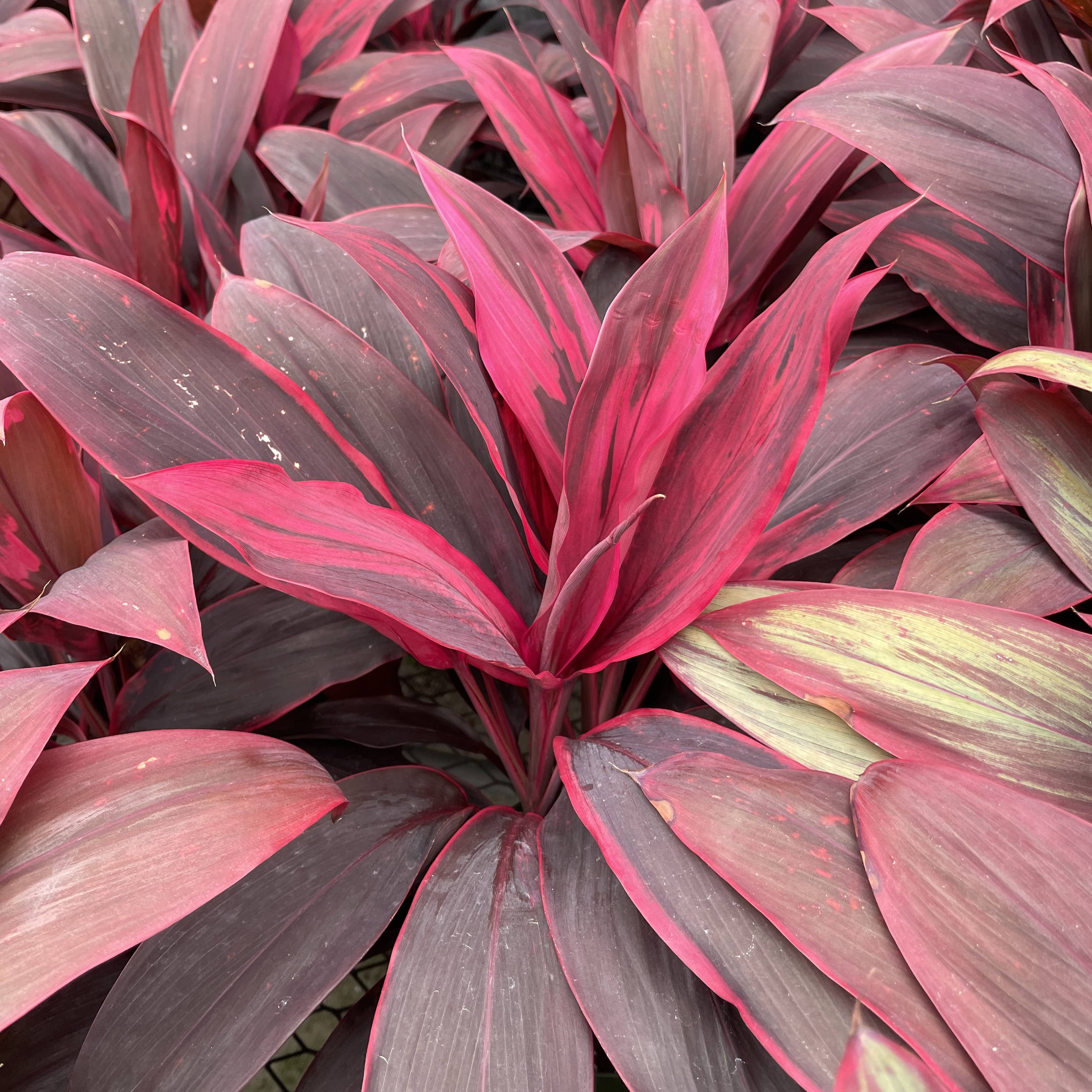 Thorsen's Greenhouse - Wholesale Live Plant - Cordyline 'Red Sister' - Hawaiian Ti Plant 6" Live Plant2