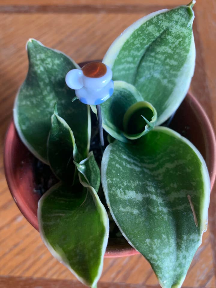 Pau de planta de chávena de chá por atacado de Annie Did It!