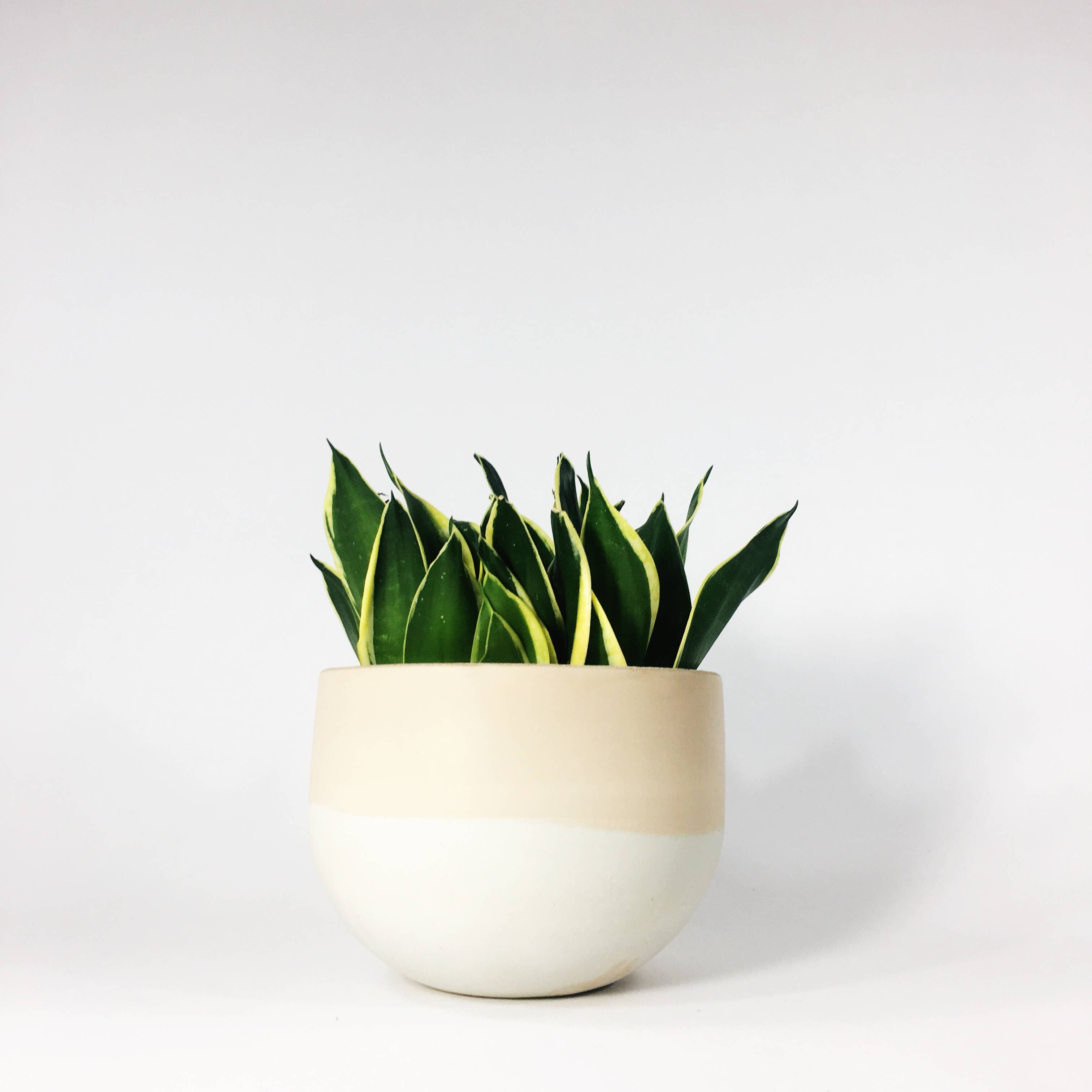 Settlewell - Wholesale Plant Pot - 6" Concrete Bowl Planter / 16 Colors8