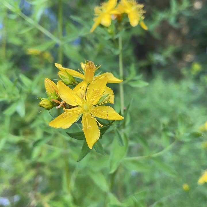 Rose & Crown Apothecary - Wholesale Bath/Body Oil - Saint John's wort - nerve relief oil2