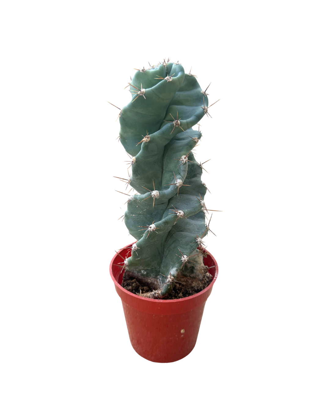 Flow State - Vente Plante - Cactus en spirale de 3,25" - Cereus Forbesii 'Spiralis'1