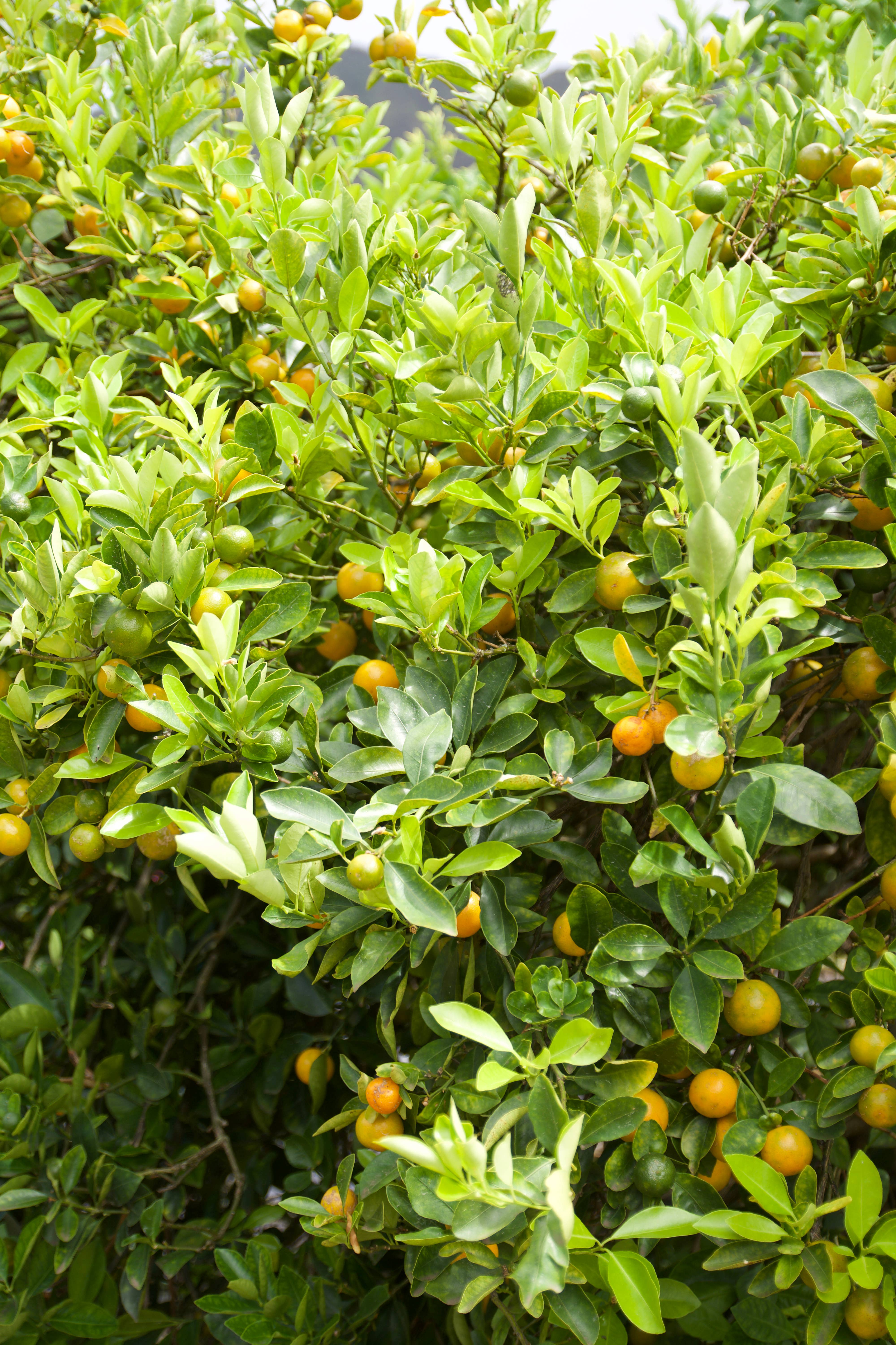 Aloha Bites – Geleia por atacado – Aloha Bites Marmelada de Calamansi Premiada da Tutu3