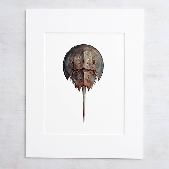 Studio Tuesday - Wholesale Art Print - Horseshoe Crab Watercolor Painting, Seashore Beach Print2