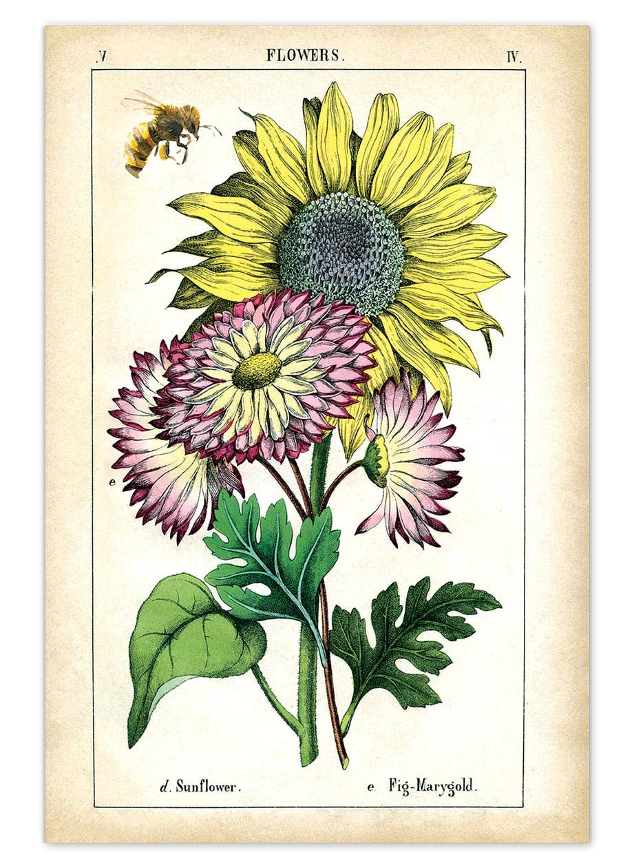 Laughing Elephant – Großhandel Postkarten-Set – Sonnenblumen-Postkartenbox — Postkarten für den täglichen Gebrauch in Schachtel2