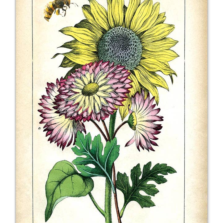 Laughing Elephant – Großhandel Postkarten-Set – Sonnenblumen-Postkartenbox — Postkarten für den täglichen Gebrauch in Schachtel2