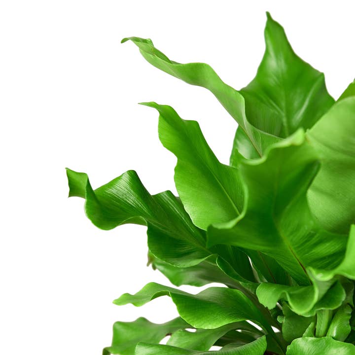 House Plant Wholesale - Wholesale Live Plant - FERN NIDUS 6-inch1