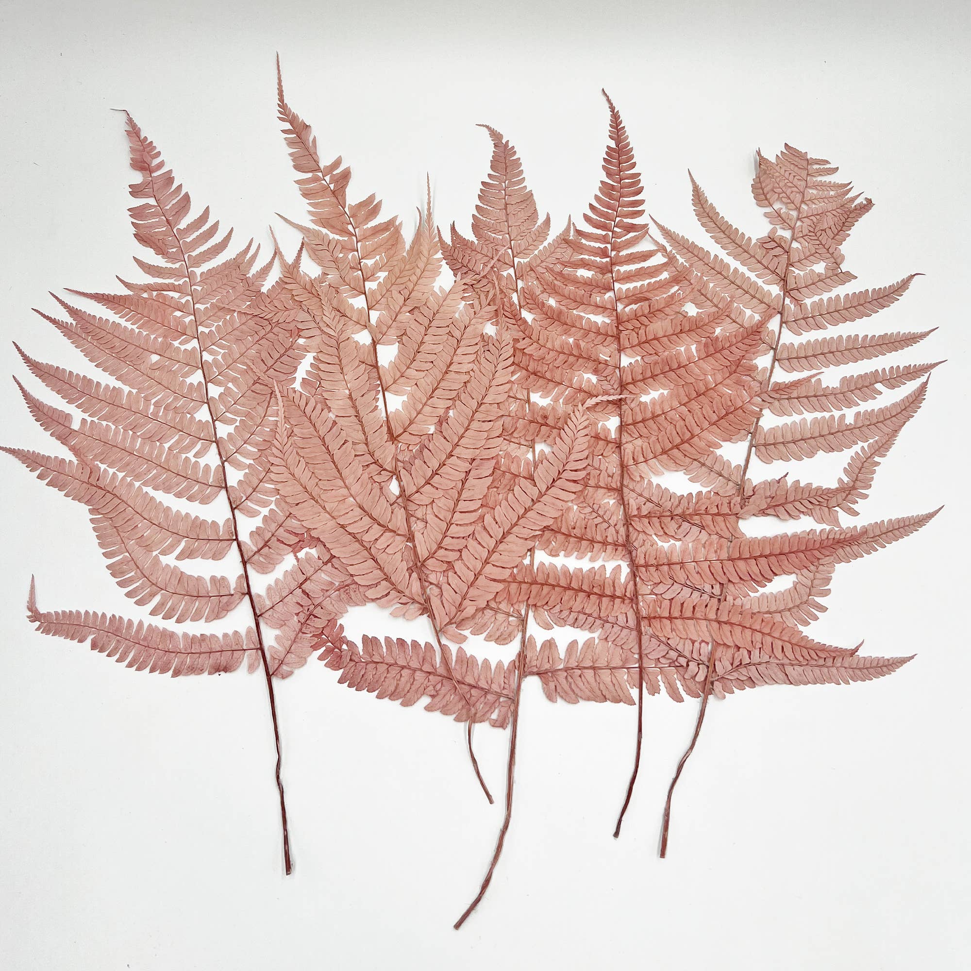 2626 Designs - Wholesale Dried/Pressed Flowers - Dried Preserved Fern 14"5