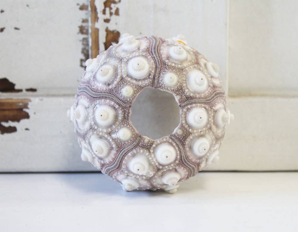 California Seashell Company - Wholesale Decorative Tabletop Object - Sputnik Sea Urchin - 2-2.5"