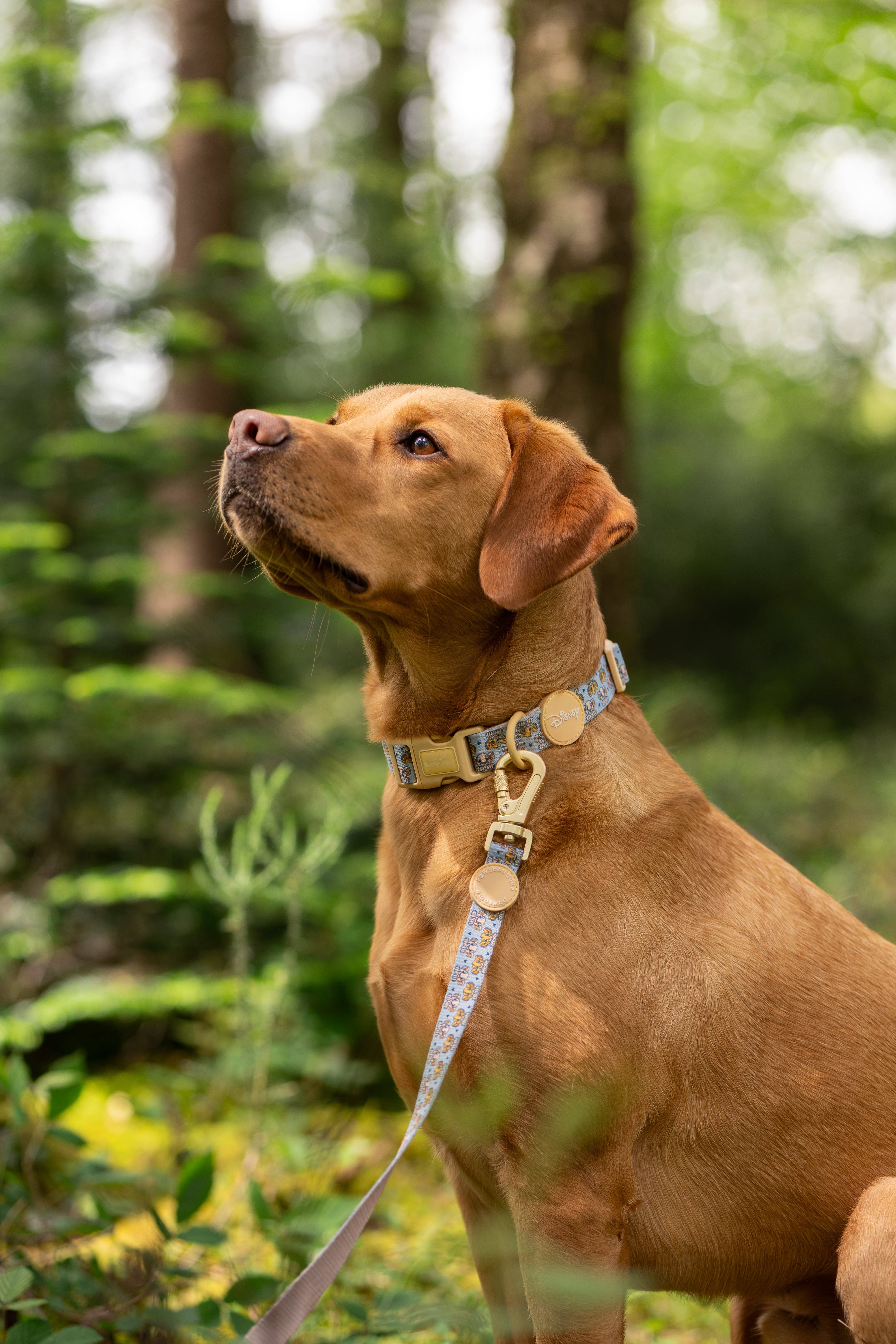 Pawsome Paws - Wholesale Pet Leash - Dog - Disney© Lead - Lion Friends5