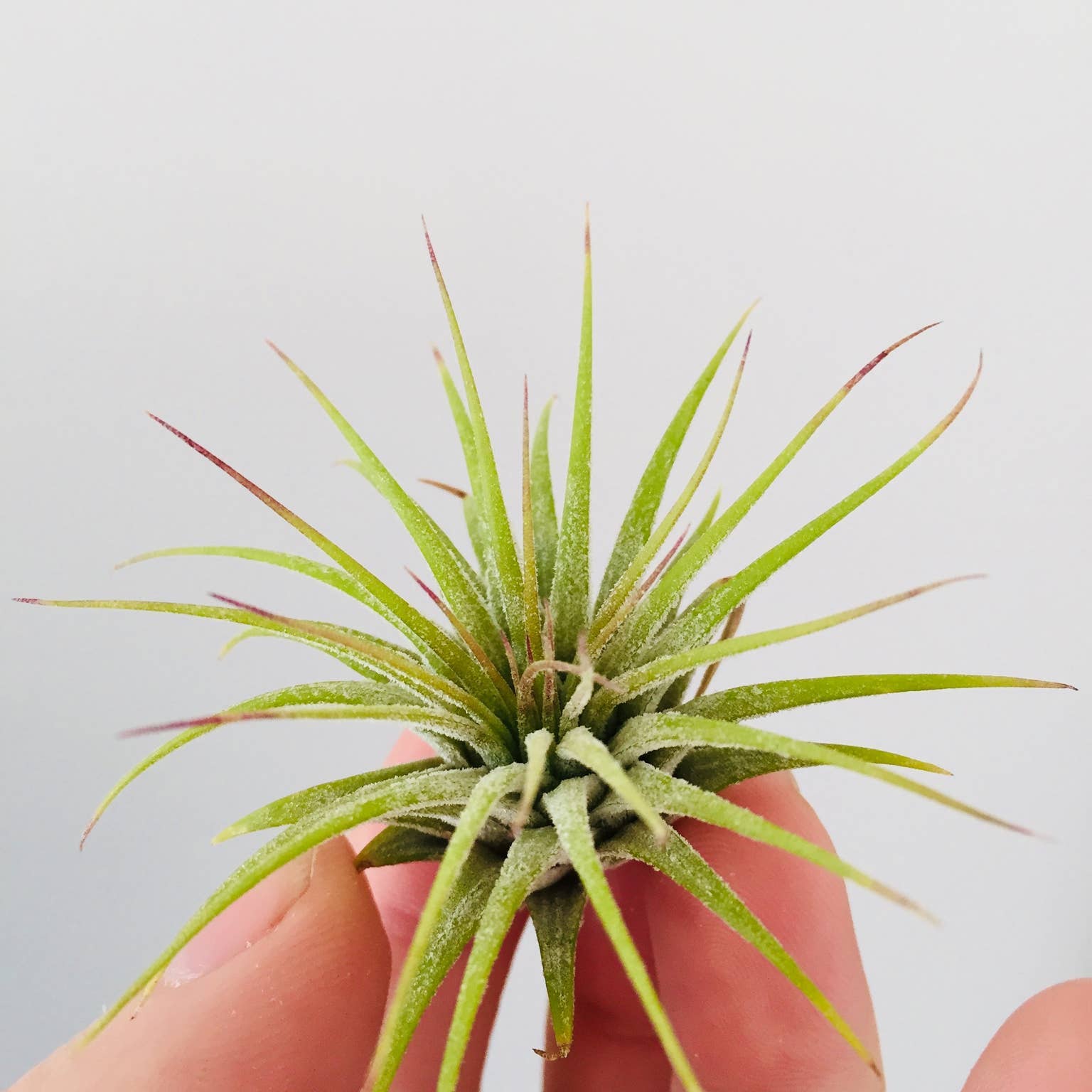 Mahalo Market - Venta al por mayor Plantas naturales - Conjunto de plantas aéreas - Paquete de 10 plantas sueltas al por mayor2