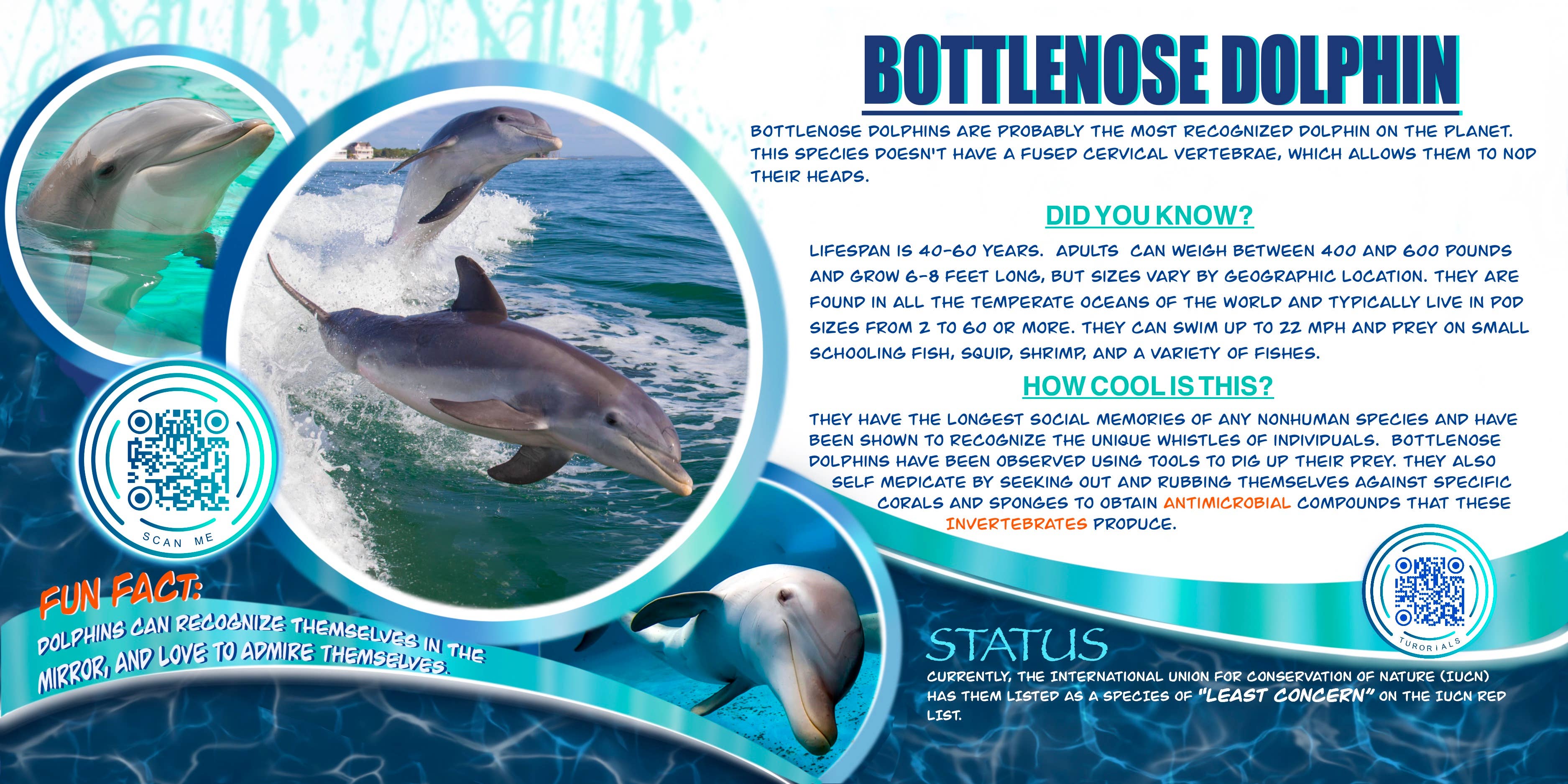 Love Kathleen Productions – Engroshandel Malebog - Børn og baby – Coloring Passport Dolphin Edition 1 Alder 5-1256