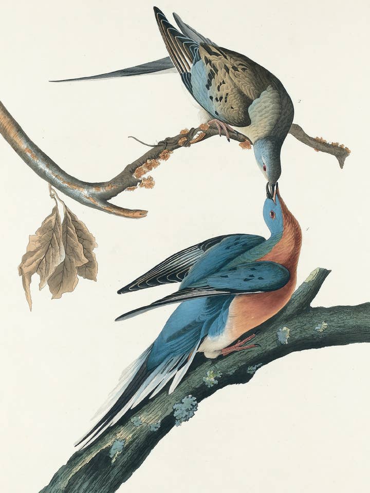 Pombo-passageiro Postcard (201782) por atacado de The Knowledge of Things by Catch Publishing