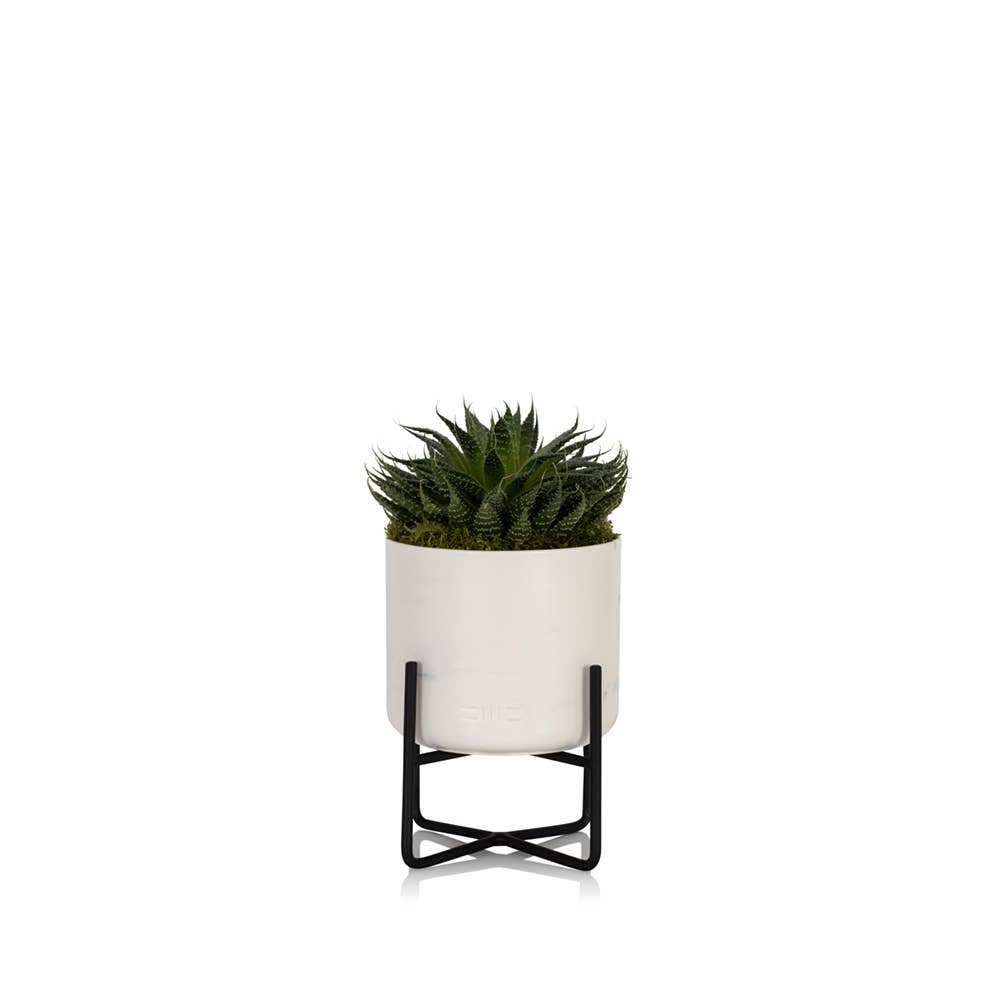 The Little Botanical - Wholesale Live Plant - Haworthia in Ceramic Pot for Indoor Décor7