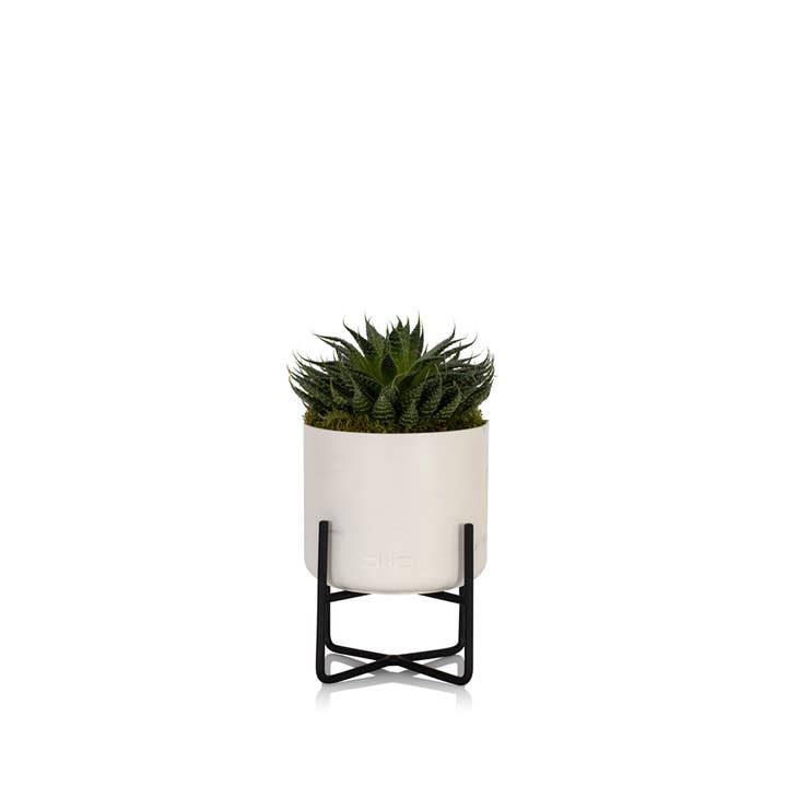 The Little Botanical - Wholesale Live Plant - Haworthia in Ceramic Pot for Indoor Décor7