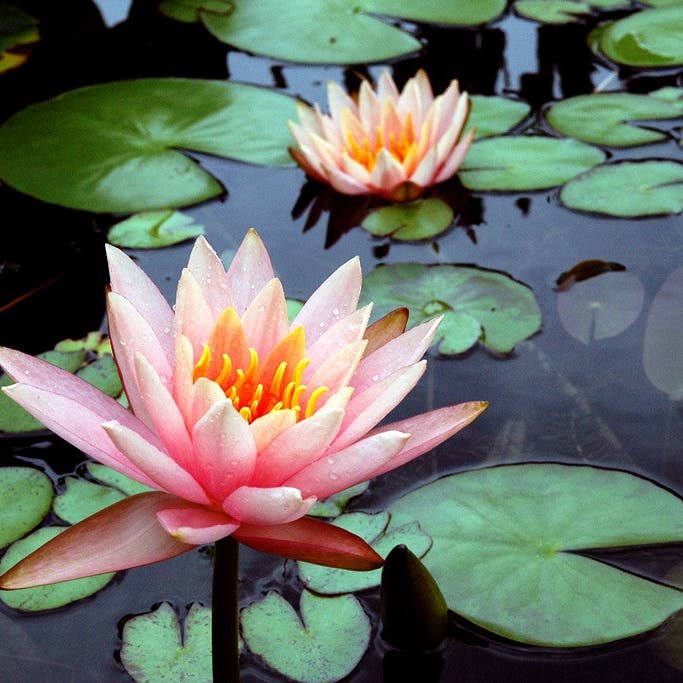 Lotus Pair for wholesale by Ann Woodall Studios