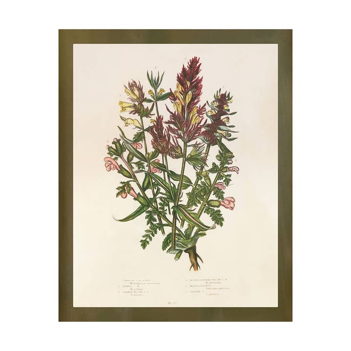 Wildflower Study (Crested Cow Wheat) for wholesale by Shop At Sullivan