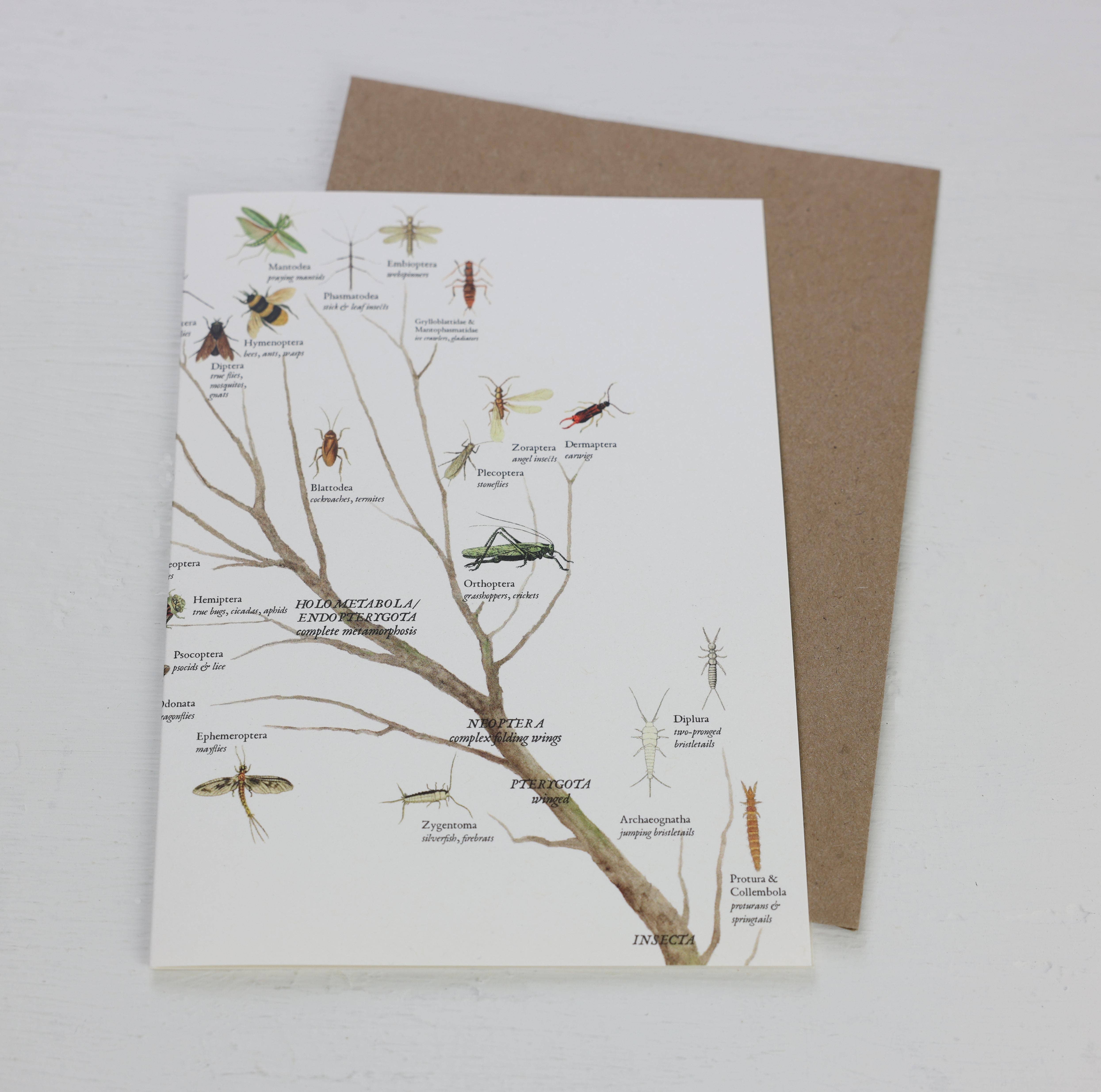 Fairhope Graphics - Venta al por mayor Tarjetas de felicitación - Tarjeta de rama de insectos1