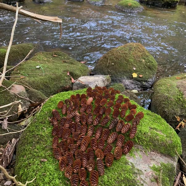 Spruce Cones Brown Not Weathered, 500 Count for wholesale by Bringoutdoorsindoors