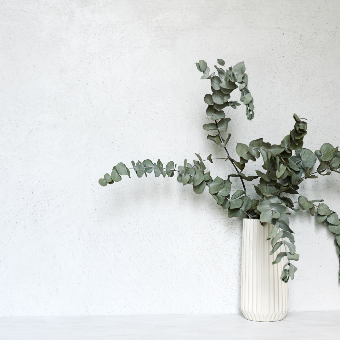 Plantita & Co. – Flores secas/prensadas por atacado – Pacote de eucalipto preservado2