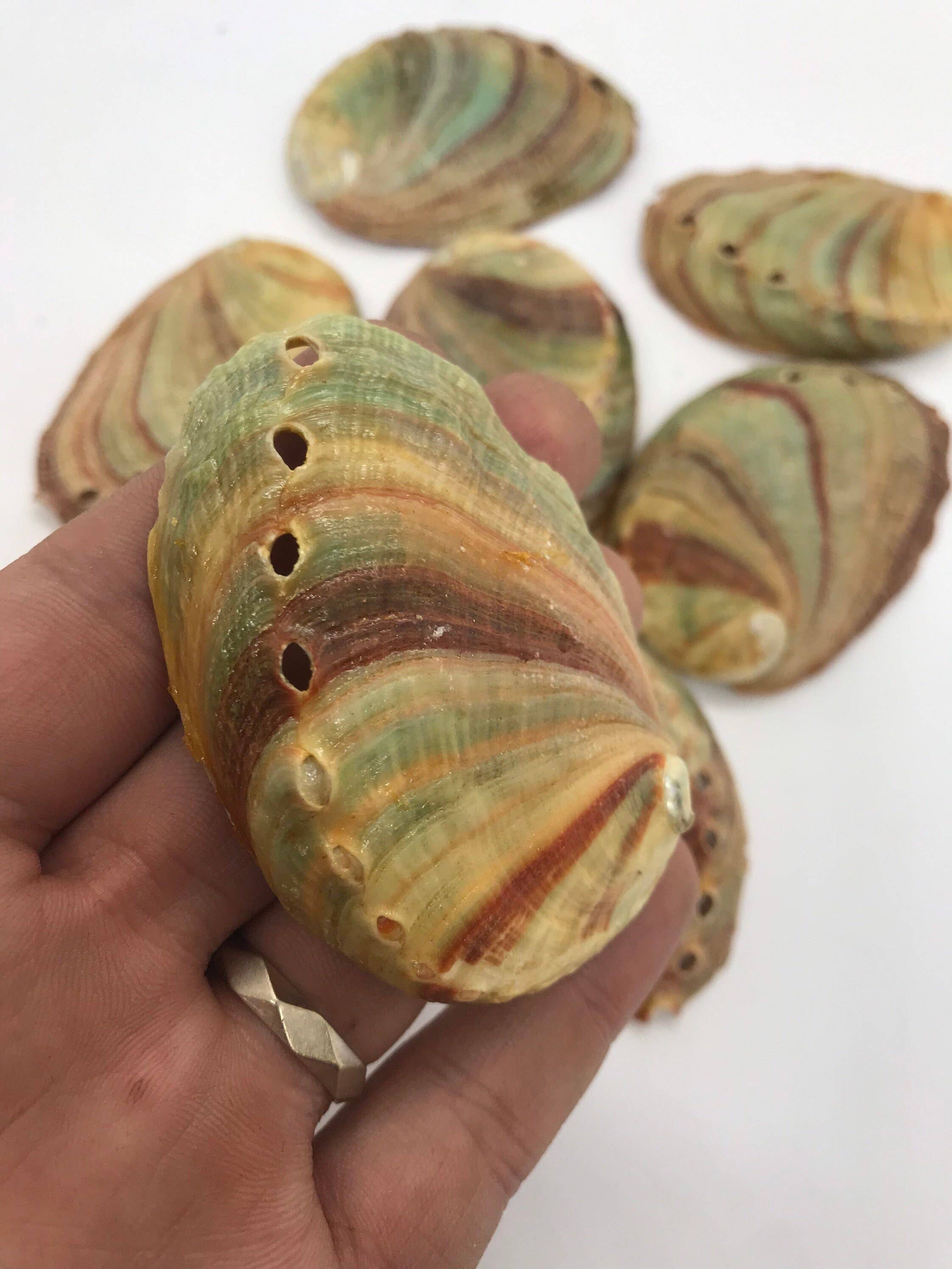 CaNatureLover - Wholesale Incense Holder - Abalone Sea Shell 3" - 3.5" - For Smudging, Burning Sage Sticks, Incense, Crafts, Display etc1