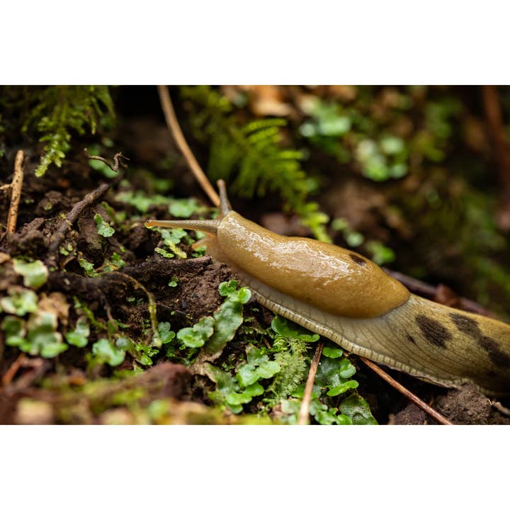 Tirage photo "Chartreuse" • PNW, Limaces bananes, Portland pour la vente par Andrea Morris Art