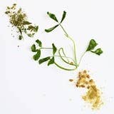 La Boîte - Wholesale Dried Spice - Fenugreek - savory, maple-scented spice1