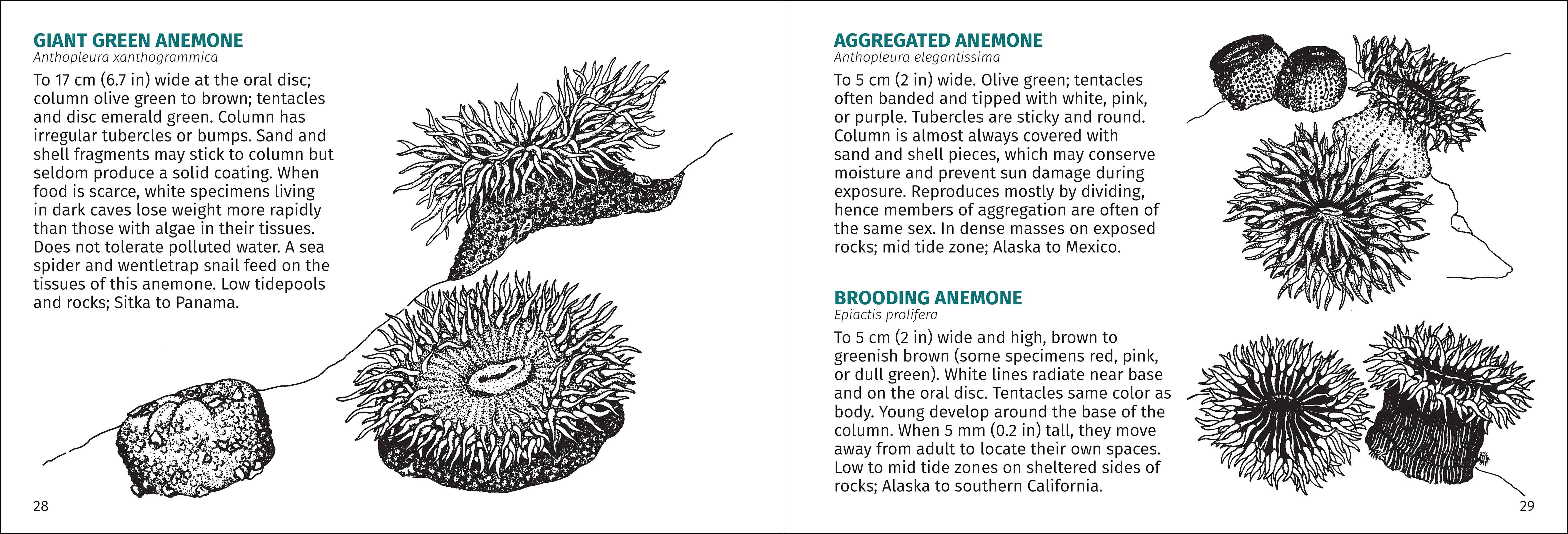 AdventureKEEN - Wholesale Nature & Outdoors Book - Pacific Intertidal Life 2nd Edition9