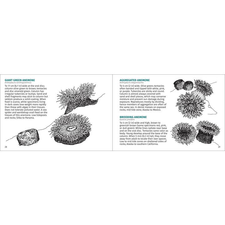 AdventureKEEN - Wholesale Nature & Outdoors - Pacific Intertidal Life 2nd Edition9