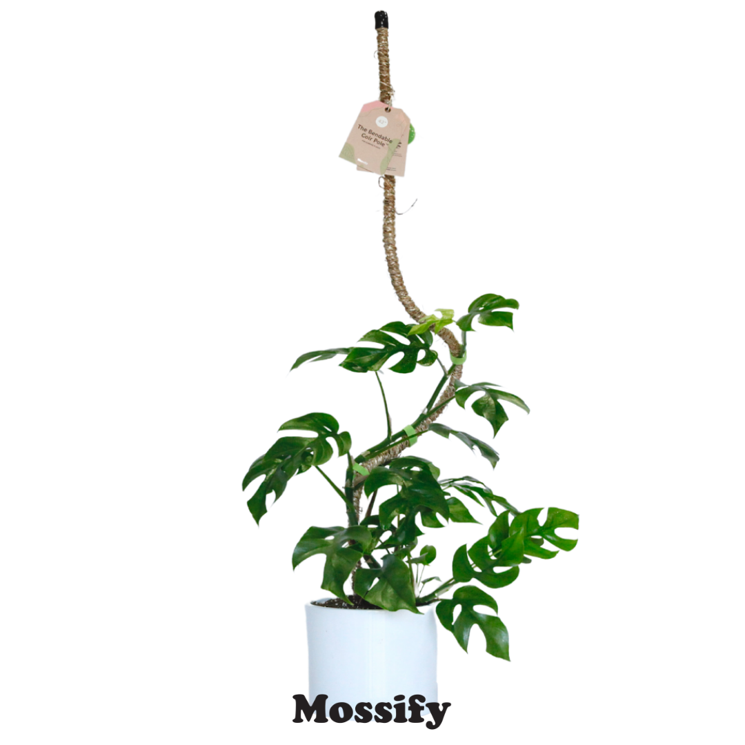 Mossify - Wholesale Trellis - Bendable Coir Pole™ – Flexible Plant Support for Tropicals6