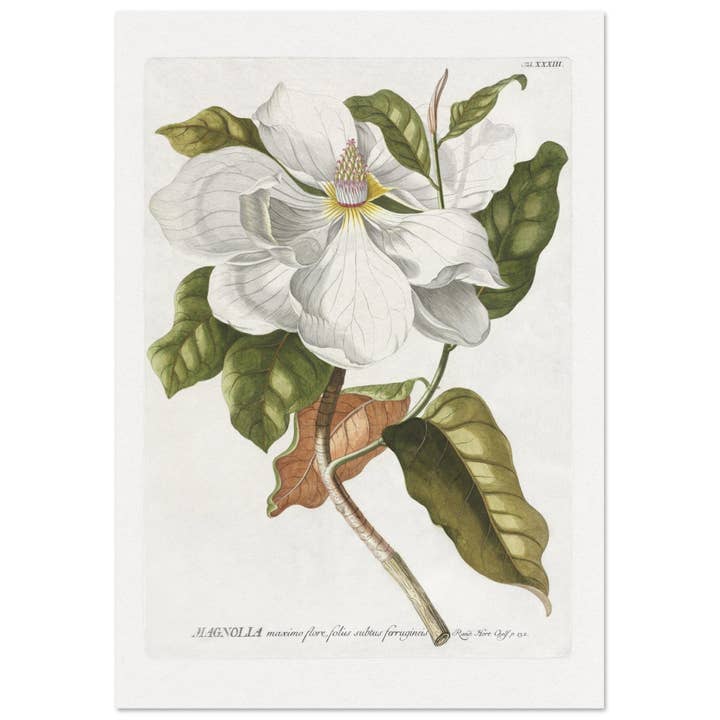 Magnolia for wholesale by Maison de Paloma