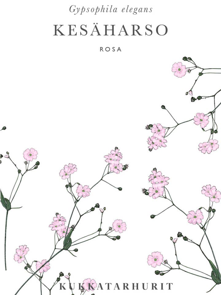 Gypsophila elegans 'Rosa' – Planta anual de velo de verano para venta al por mayor de Kukkatarhurit