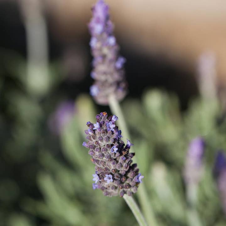 Unibio, Lda – Großhandel Handdesinfektionsmittel – Biologisches Desinfektionsmittel2