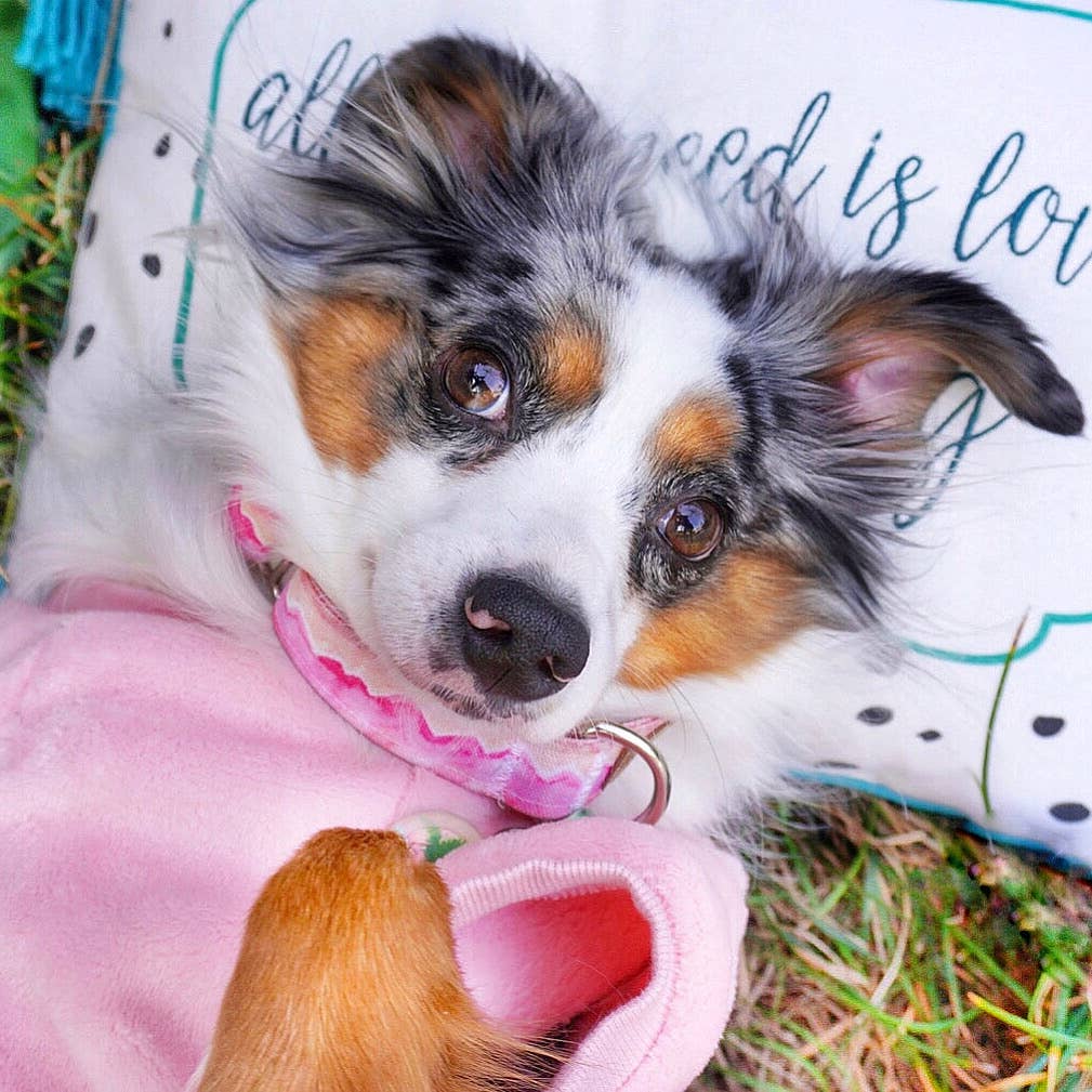 Parisian Pet® - Vente Pyjama – chien - Pyjama en velours rose blush – Vêtements de nuit doux et premium pour animaux de compagnie4